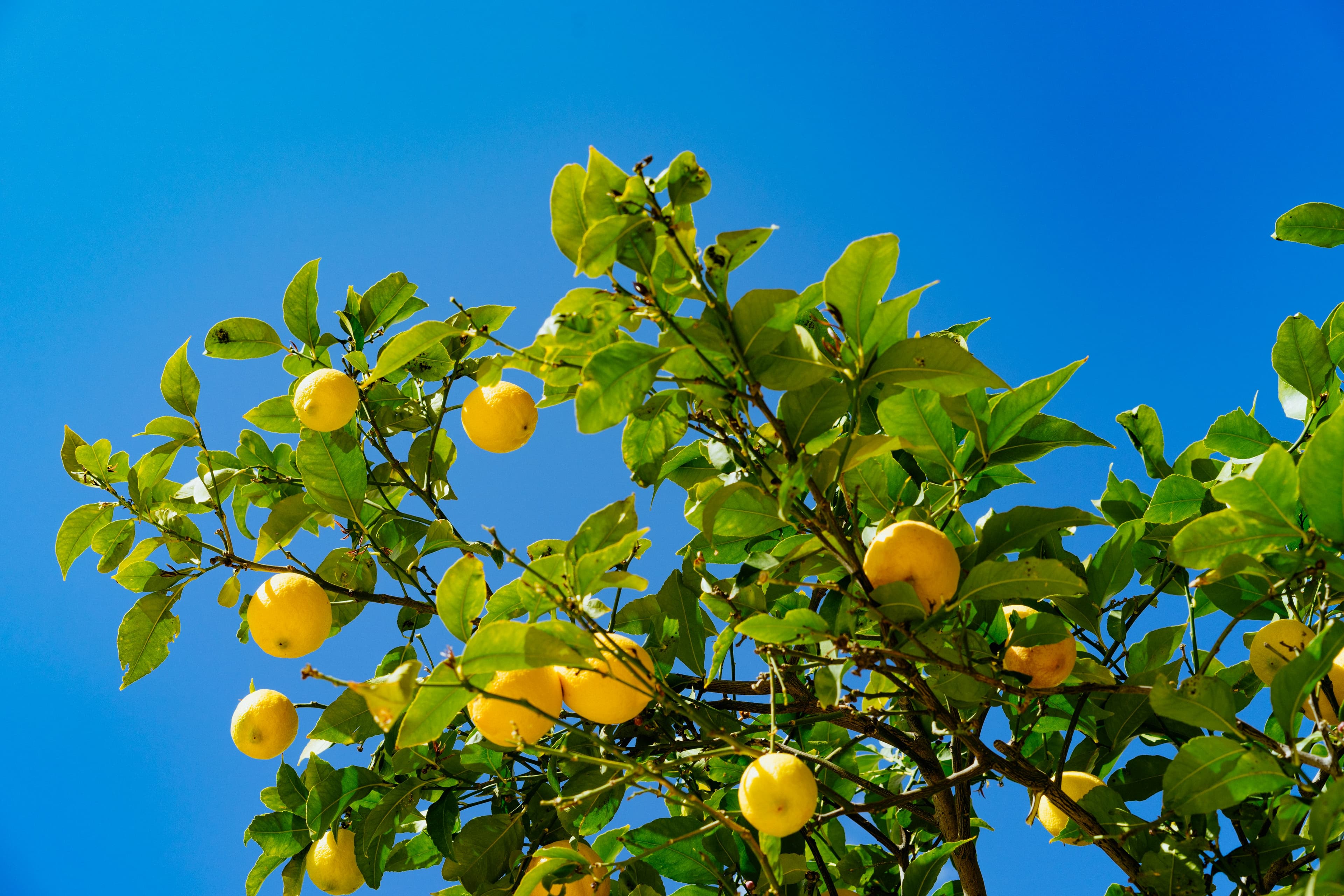 Lemon tree